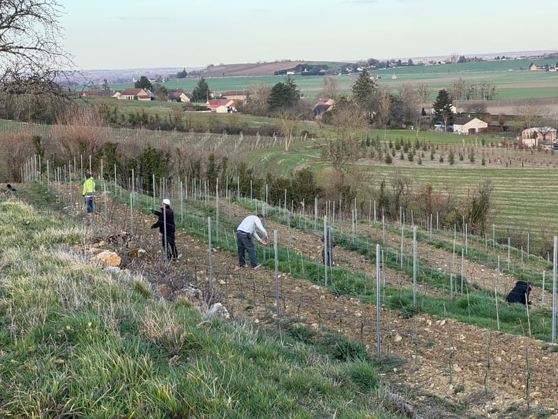 Travail de la vigne au Roty, sur les coteaux de Saulcet dans l’Allier