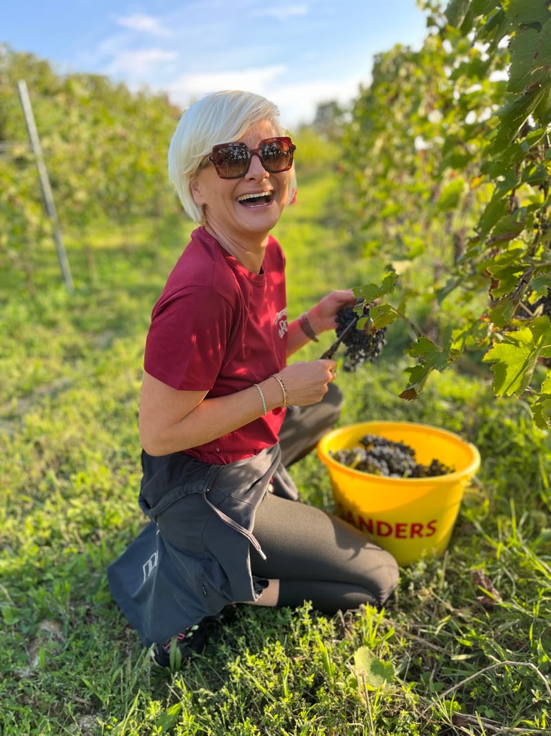 Une personne récolte des grappes dans les rangs avec un seau jaune, archives du domaine